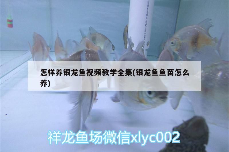 怎樣養(yǎng)銀龍魚(yú)視頻教學(xué)全集(銀龍魚(yú)魚(yú)苗怎么養(yǎng))