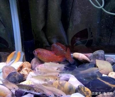 魚缸養金龍魚水溫多少度最好呢圖片大全：探尋金龍魚生長的水溫奧秘，魚缸中的黃金溫度密碼