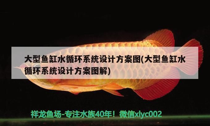 大型魚缸水循環系統設計方案圖(大型魚缸水循環系統設計方案圖解)