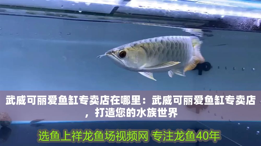 武威可麗愛魚缸專賣店在哪里：武威可麗愛魚缸專賣店，打造您的水族世界