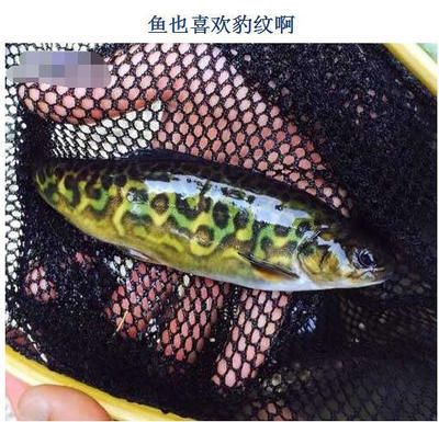 魚爛尾爛鰭不用慌！2個方法輕松治