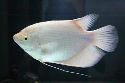 黃金貓魚適宜水溫范圍(黃金貓魚最佳飼養環境,如何預防黃金貓魚疾病) 黃金貓魚百科 第5張 黃金貓魚適宜水溫范圍(黃金貓魚最佳飼養環境,如何預防黃金貓魚疾病) 黃金貓魚適宜水溫范圍(黃金貓魚最佳飼養環境,如何預防黃金貓魚疾病) 黃金貓魚百科 第5張