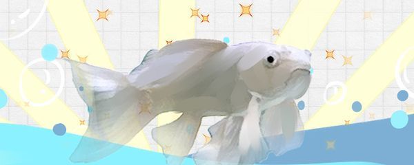蝴蝶鯉魚尾巴充血怎么治療(蝴蝶鯉魚尾巴充血問題需根據(jù)具體原因采取針對性措施)