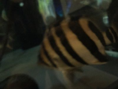 印尼虎魚一直趴著是不是要死了呀視頻：印尼虎魚一直趴在底部可能是身體不適 印尼虎魚一直趴著是不是要死了呀視頻：印尼虎魚一直趴在底部可能是身體不適 虎魚百科 第2張