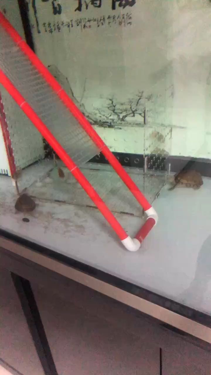 DIY DIY 龍魚論壇