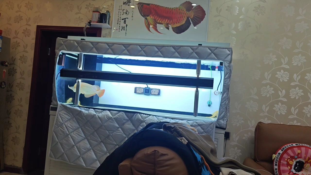 更新下 更新下 龍魚論壇