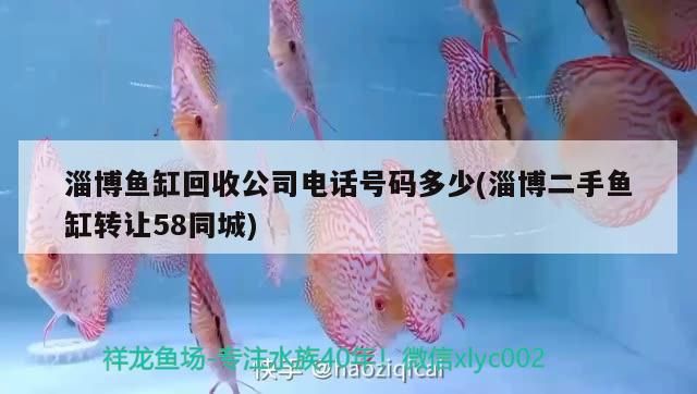 淄博魚缸回收公司電話號碼多少(淄博二手魚缸轉(zhuǎn)讓58同城)