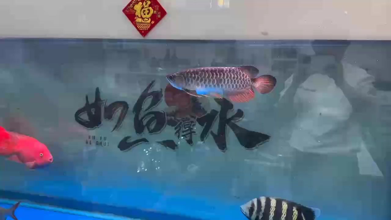 魚缸用增氧泵價格是多少:魚缸增氧機-xtrac增氧機-xtrac增氧機 到家100天實錄、 龍魚論壇 到家100天實錄、 到家100天實錄、 龍魚論壇