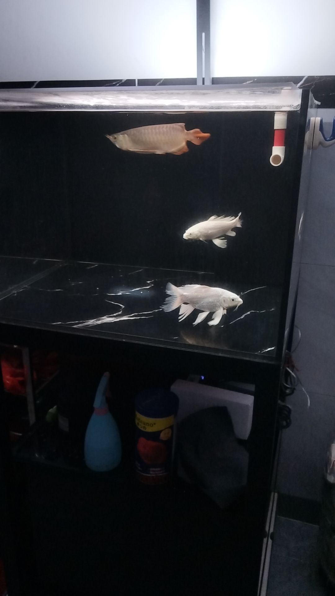 養了一個月不知道是金龍還是紅龍