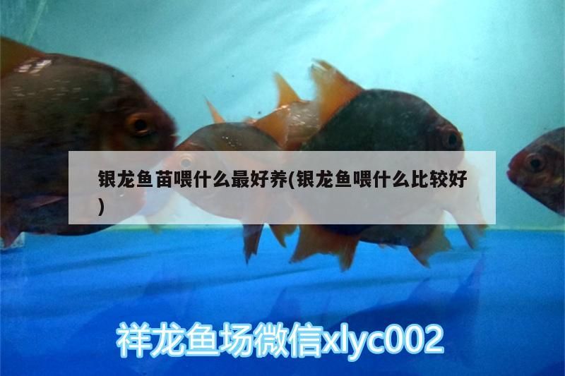 魚缸用增氧泵價格是多少:魚缸增氧機-xtrac增氧機-xtrac增氧機 銀龍魚苗喂什么最好養(銀龍魚喂什么比較好) 銀龍魚百科 銀龍魚苗喂什么最好養(銀龍魚喂什么比較好) 銀龍魚苗喂什么最好養(銀龍魚喂什么比較好) 銀龍魚百科