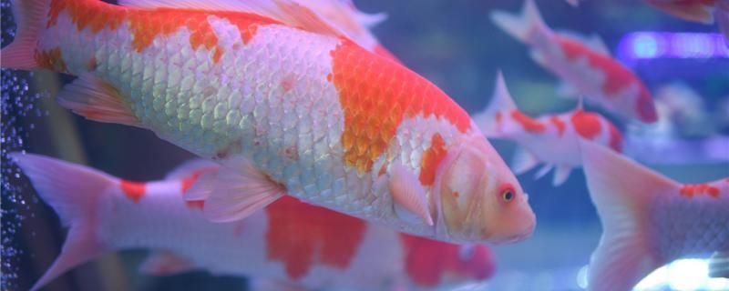 龍魚白毛病怎么治療vs祥龍魚場(chǎng)：祥龍魚白毛病治療金龍魚白毛病的治療方法及治療方法