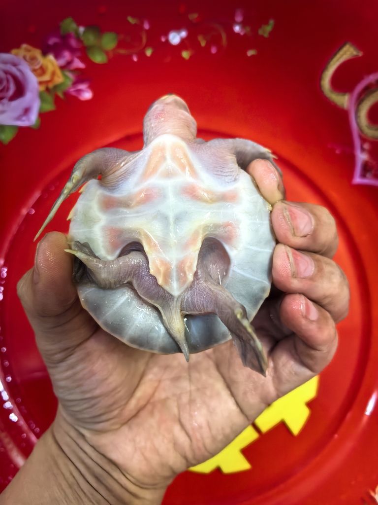 豬鼻龜，今天第一天到家6.5厘米，600。 豬鼻龜，今天第一天到家6.5厘米，600。 龍魚論壇 第2張