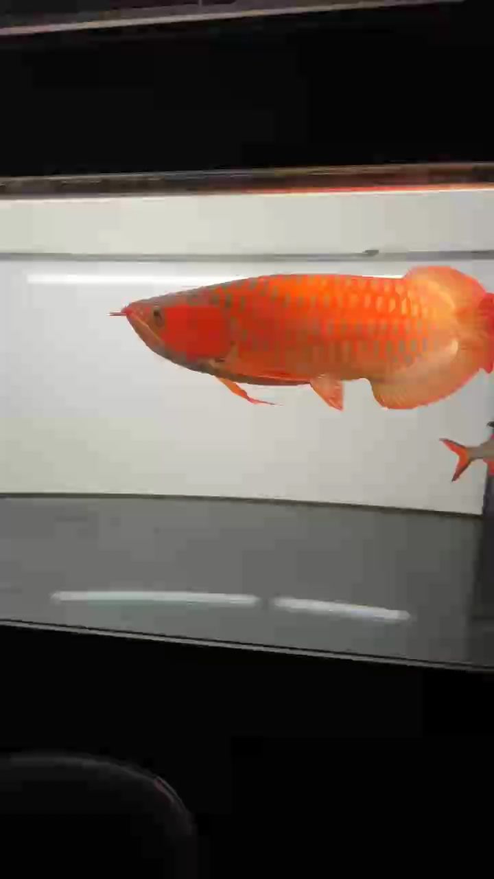太紅也是罪 太紅也是罪 龍魚論壇 第1張