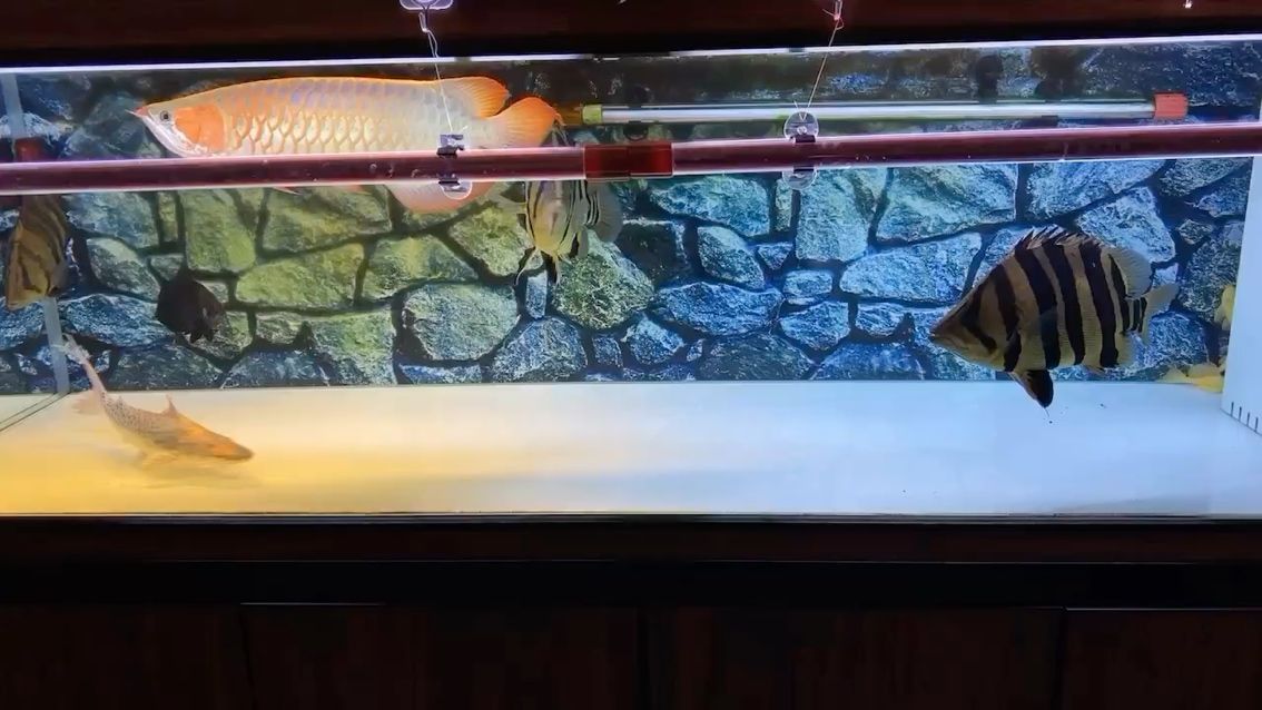 昆明市五華區瀟柒觀賞魚店