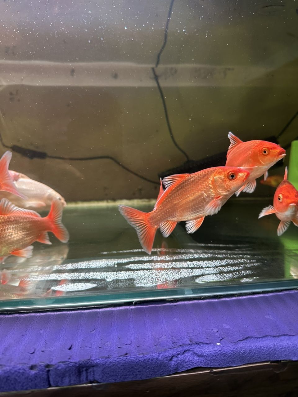 紅色普身 紅色普身 龍魚論壇