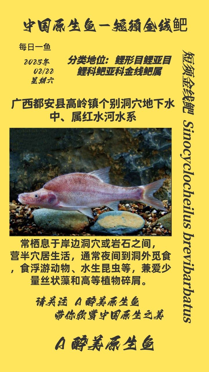 短須金線鲃