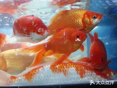 觀賞魚是什么味道（觀賞魚與食用魚的區別）