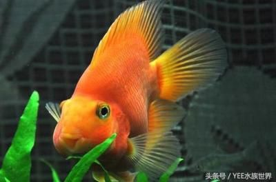 觀賞魚是什么味道（觀賞魚與食用魚的區別）
