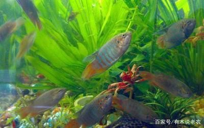 觀賞魚是什么味道(觀賞魚與食用魚的區(qū)別) 仟湖 第4張 觀賞魚是什么味道(觀賞魚與食用魚的區(qū)別) 觀賞魚是什么味道(觀賞魚與食用魚的區(qū)別) 仟湖 第4張