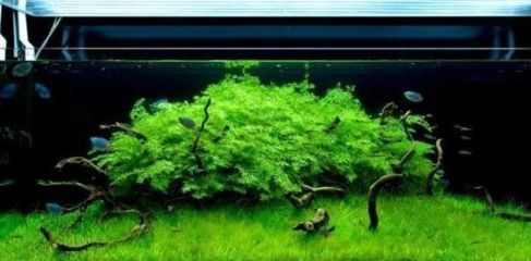 魚叫聲的寓意和象征，自然之聲中的神秘啟示 魚叫聲的寓意和象征，自然之聲中的神秘啟示 龍魚百科 第2張