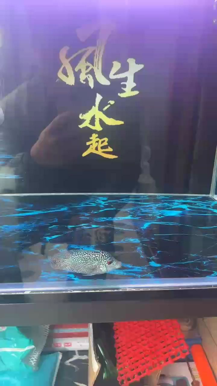 會不會成功？ 會不會成功？ 龍魚論壇