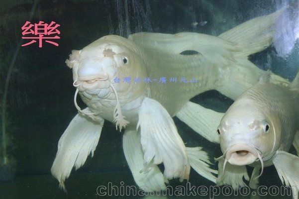 蝴蝶鯉苗繁殖場（關于蝴蝶鯉苗繁殖場的信息）