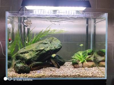 30厘米小魚缸造景：100個人喜歡的草缸造景教程，教你如何在30厘米魚缸中造景 30厘米小魚缸造景：100個人喜歡的草缸造景教程，教你如何在30厘米魚缸中造景 魚缸百科 第1張