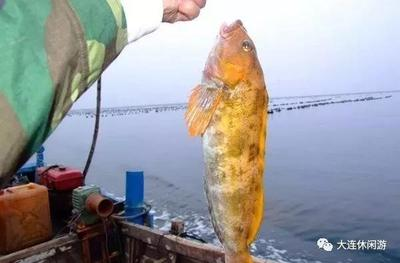 魚懷孕和腹水圖的區別，詳細圖解與識別指南