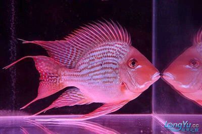 龍魚的魚鱗vs祥龍魚場：龍魚與祥龍魚場的關系