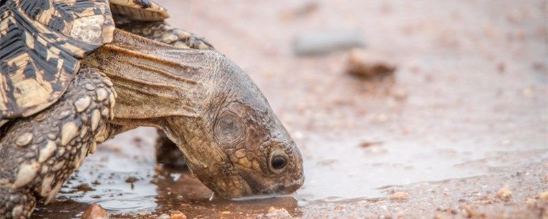 魚缸過濾器選購指南:自制魚缸過濾器魚缸上置過濾器對于養魚愛好者的必備知識 寵物龜能活多久怎么養活得長 錦鯉魚百科 寵物龜能活多久怎么養活得長 寵物龜能活多久怎么養活得長 錦鯉魚百科