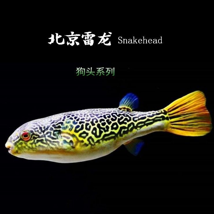 狗頭魚活體（關于狗頭魚的一些詳細信息） 狗頭魚活體（關于狗頭魚的一些詳細信息） 泗水龍魚 第3張