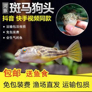 狗頭魚活體(關于狗頭魚的一些詳細信息) 泗水龍魚 第4張 狗頭魚活體(關于狗頭魚的一些詳細信息) 狗頭魚活體(關于狗頭魚的一些詳細信息) 泗水龍魚 第4張