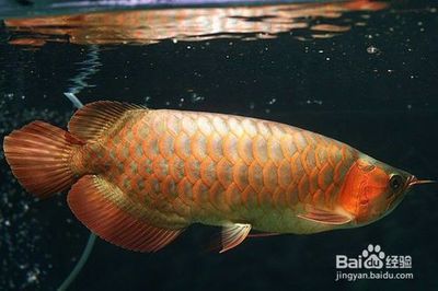 過背金龍魚品相鑒別技巧：過背金龍魚品鑒專家指導過背金龍魚市場價格趨勢 過背金龍魚品相鑒別技巧：過背金龍魚品鑒專家指導過背金龍魚市場價格趨勢 金龍魚百科 第4張