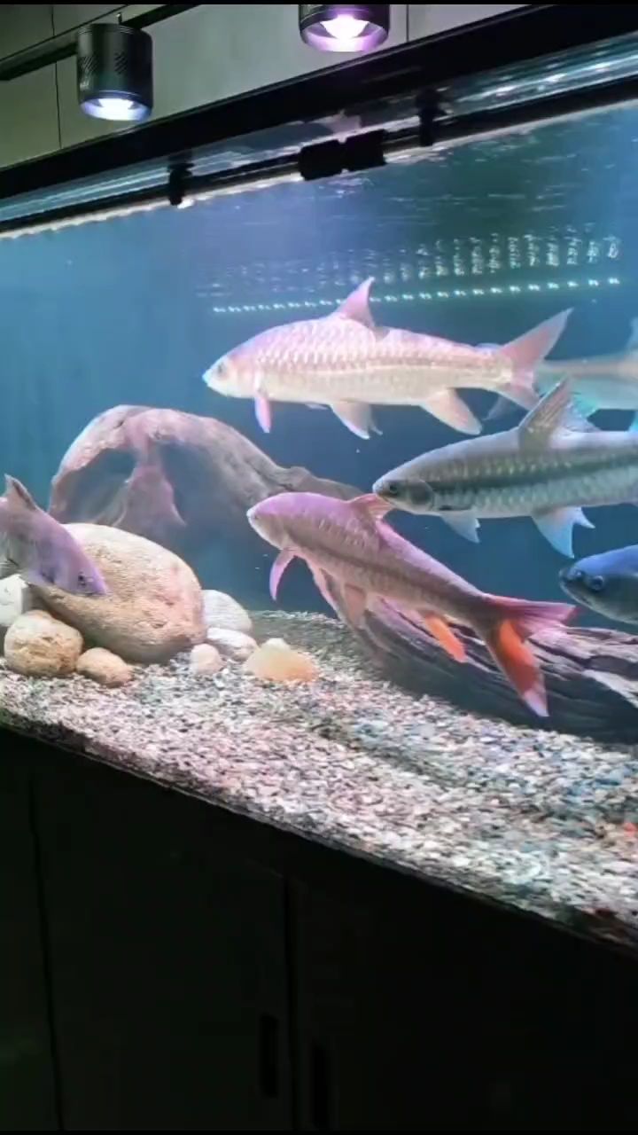 漏王帶你下水摸魚