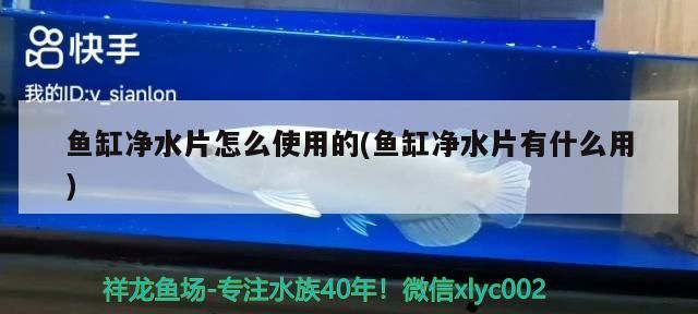 魚缸凈水片怎么使用的(魚缸凈水片有什么用) 魚缸凈水片怎么使用的(魚缸凈水片有什么用) iwish愛唯希品牌魚缸