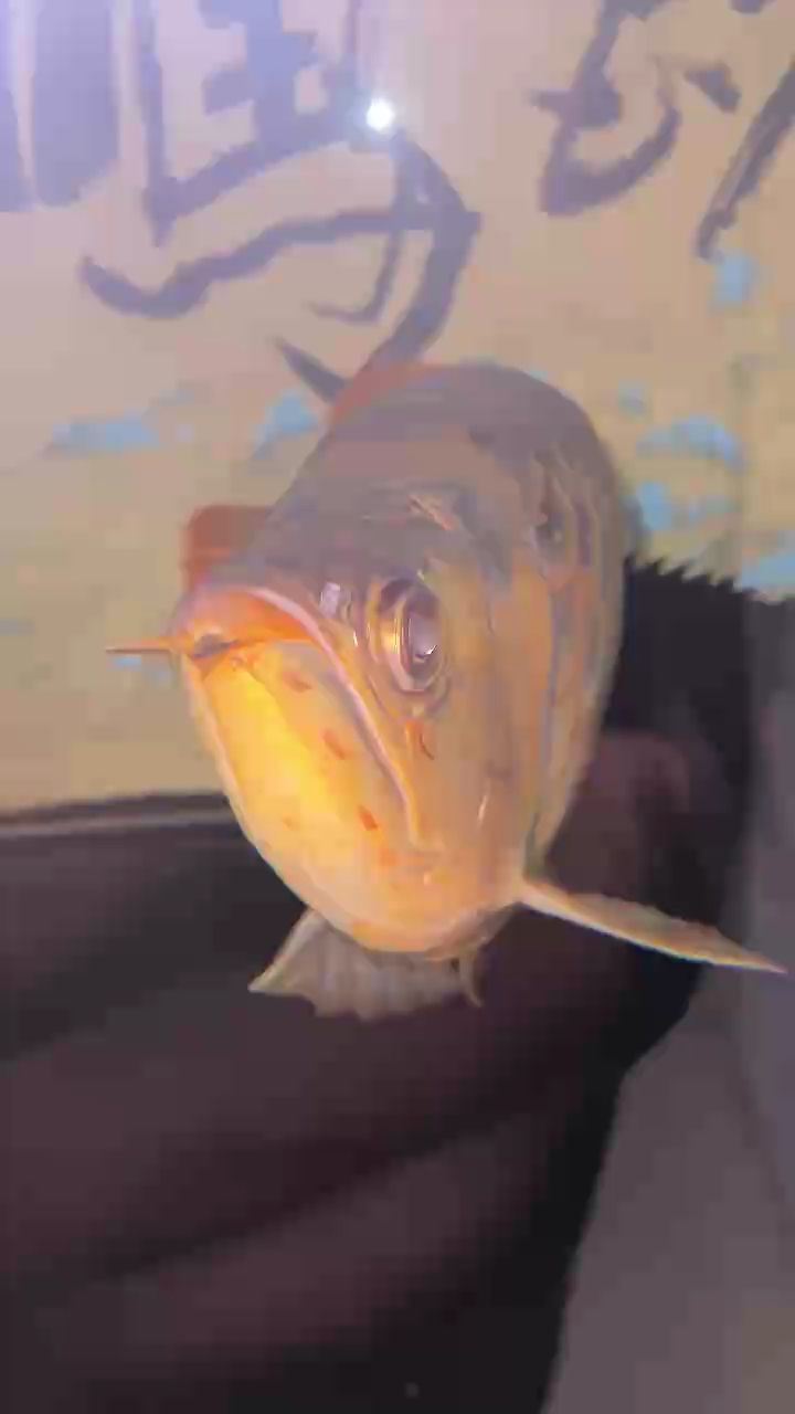 掉眼手術(shù)，河北邢臺有上門做的嗎