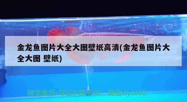 天津晚上有賣觀賞魚的地方嗎最近天氣預(yù)報 天津市賣觀賞魚的地方 天津晚上有賣觀賞魚的地方嗎最近天氣預(yù)報 天津市賣觀賞魚的地方 新加坡三巴旺