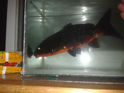 龍魚的鰭爛了是怎么回事vs祥龍魚場：銀龍魚爛尾爛尾爛尾爛鰭怎么回事和銀龍魚爛尾巴怎么回事 龍魚的鰭爛了是怎么回事vs祥龍魚場：銀龍魚爛尾爛尾爛尾爛鰭怎么回事和銀龍魚爛尾巴怎么回事 vs祥龍魚場 第1張