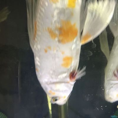 龍魚的鰭爛了是怎么回事vs祥龍魚場：銀龍魚爛尾爛尾爛尾爛鰭怎么回事和銀龍魚爛尾巴怎么回事 龍魚的鰭爛了是怎么回事vs祥龍魚場：銀龍魚爛尾爛尾爛尾爛鰭怎么回事和銀龍魚爛尾巴怎么回事 vs祥龍魚場 第2張