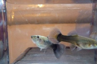 龍魚的鰭爛了是怎么回事vs祥龍魚場：銀龍魚爛尾爛尾爛尾爛鰭怎么回事和銀龍魚爛尾巴怎么回事 龍魚的鰭爛了是怎么回事vs祥龍魚場：銀龍魚爛尾爛尾爛尾爛鰭怎么回事和銀龍魚爛尾巴怎么回事 vs祥龍魚場 第3張