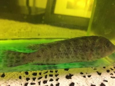 龍魚的鰭爛了是怎么回事vs祥龍魚場：銀龍魚爛尾爛尾爛尾爛鰭怎么回事和銀龍魚爛尾巴怎么回事 龍魚的鰭爛了是怎么回事vs祥龍魚場：銀龍魚爛尾爛尾爛尾爛鰭怎么回事和銀龍魚爛尾巴怎么回事 vs祥龍魚場 第5張