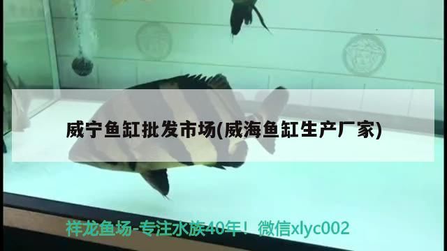 威寧魚缸批發市場(威海魚缸生產廠家) 威寧魚缸批發市場(威海魚缸生產廠家) 錦鯉魚百科