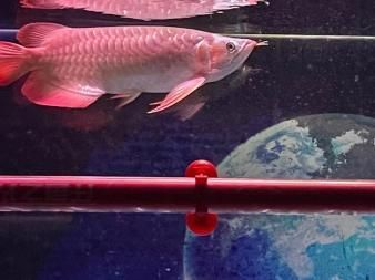 紅龍魚用什么顏色背景最好養：養紅龍魚最好選擇黑色背景，有利于紅龍魚的健康生長 紅龍魚用什么顏色背景最好養：養紅龍魚最好選擇黑色背景，有利于紅龍魚的健康生長 紅龍魚百科 第5張