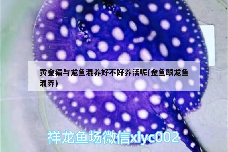 黃金貓與龍魚混養好不好養活呢(金魚跟龍魚混養)
