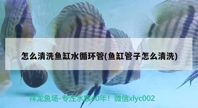 怎么清洗魚缸水循環(huán)管(魚缸管子怎么清洗)