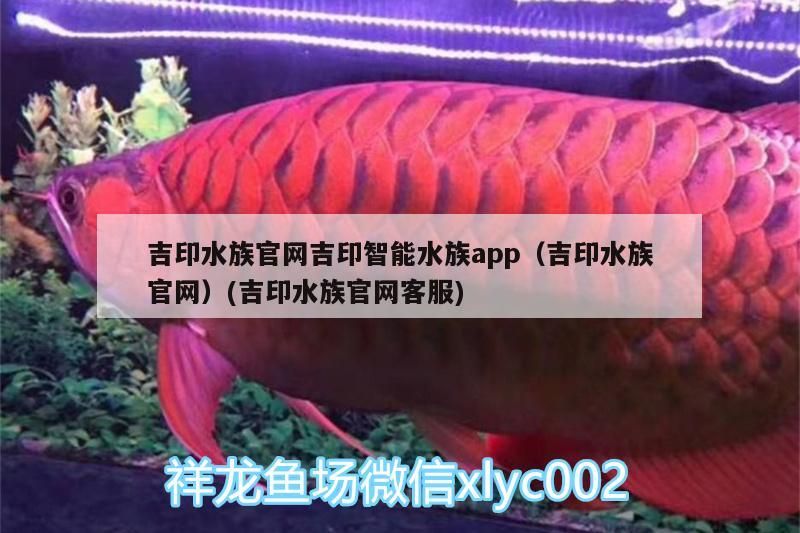 吉印水族官網吉印智能水族app（吉印水族官網）(吉印水族官網客服) 吉印水族官網吉印智能水族app（吉印水族官網）(吉印水族官網客服) 吉印水族