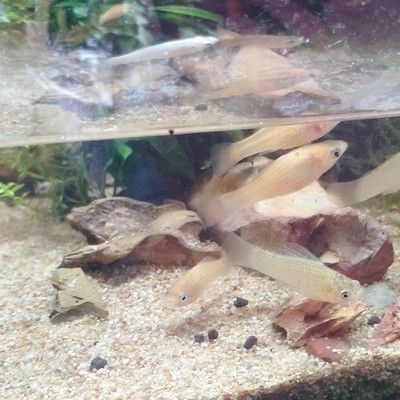 創(chuàng)寧水族官網(wǎng)：創(chuàng)寧水族旗艦店在京東商城開設(shè)的官方旗艦店提供低價購物體驗