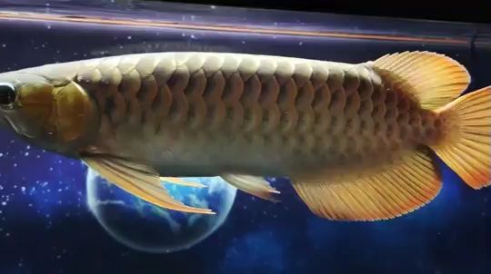 李滄區興友家水族店