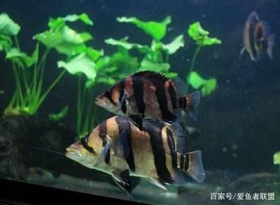 虎魚蒙眼最好治療方法：虎魚蒙眼怎么辦 虎魚蒙眼最好治療方法：虎魚蒙眼怎么辦 虎魚百科 第3張