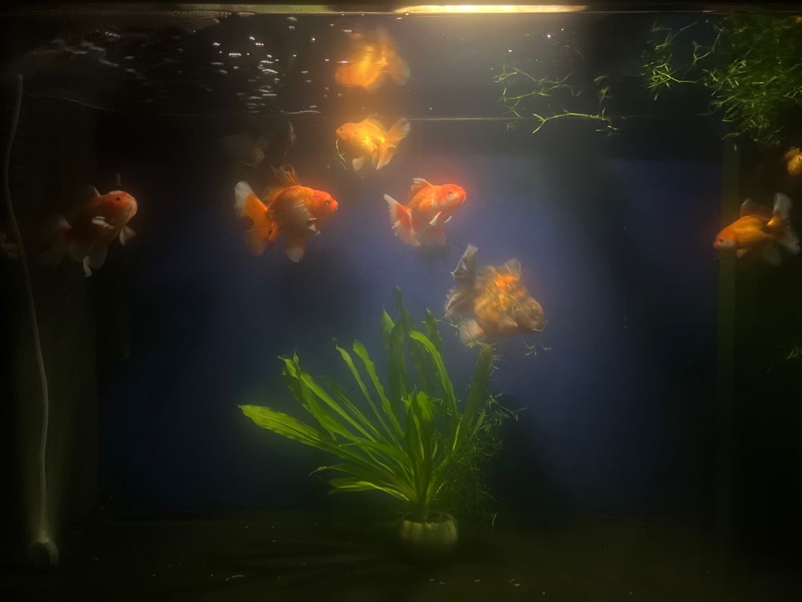新人養魚
